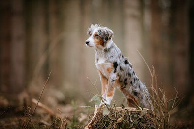 Ein Leitfaden für angehende Hundebesitzer: Tipps für den Start